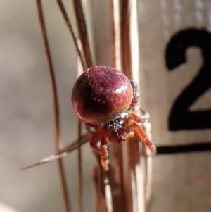 Araneus sp. (genus) at Aranda, ACT - 16 Nov 2022