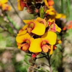 Dillwynia sericea (Egg And Bacon Peas) at Coornartha Nature Reserve - 18 Nov 2022 by trevorpreston