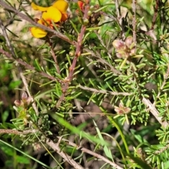 Dillwynia sericea at Glen Fergus, NSW - 19 Nov 2022