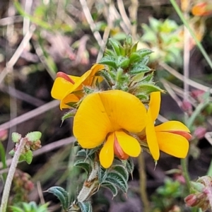 Pultenaea procumbens at Glen Fergus, NSW - 19 Nov 2022 10:11 AM