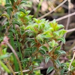 Pultenaea procumbens at Glen Fergus, NSW - 19 Nov 2022 10:11 AM