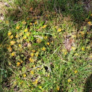 Pultenaea procumbens at Glen Fergus, NSW - 19 Nov 2022 10:11 AM