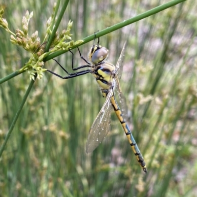 Hemicordulia tau (Tau Emerald) at O'Connor, ACT - 20 Nov 2022 by AndrewCB