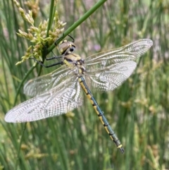 Hemicordulia tau at O'Connor, ACT - 20 Nov 2022 08:25 AM