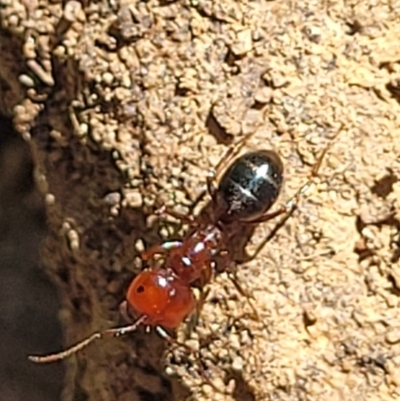 Melophorus sp. (genus) (Furnace ant) at Coornartha Nature Reserve - 19 Nov 2022 by trevorpreston