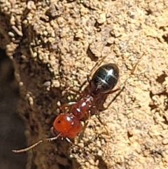 Melophorus sp. (genus) (Furnace ant) at Glen Fergus, NSW - 18 Nov 2022 by trevorpreston