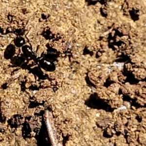 Melophorus sp. (genus) at Glen Fergus, NSW - 19 Nov 2022 10:09 AM