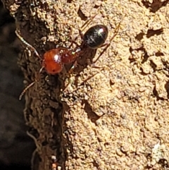 Melophorus sp. (genus) at Glen Fergus, NSW - 19 Nov 2022 10:09 AM