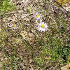 Brachyscome ciliaris var. ciliaris at Glen Fergus, NSW - 19 Nov 2022 10:06 AM