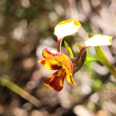 Diuris semilunulata (Late Leopard Orchid) at Glen Fergus, NSW - 18 Nov 2022 by trevorpreston