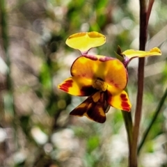 Diuris semilunulata at Glen Fergus, NSW - suppressed