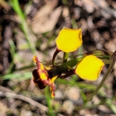 Diuris semilunulata at Glen Fergus, NSW - suppressed