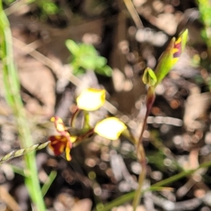 Diuris semilunulata at Glen Fergus, NSW - suppressed