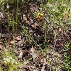 Diuris semilunulata at Glen Fergus, NSW - suppressed