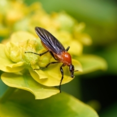 Bibio imitator (Garden maggot) at Downer, ACT - 20 Nov 2022 by RobertD