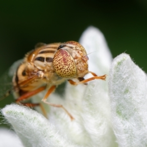 Eristalinus sp. (genus) at Downer, ACT - 20 Nov 2022