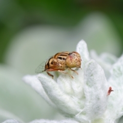 Eristalinus sp. (genus) at Downer, ACT - 20 Nov 2022