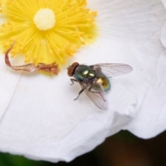 Unidentified Blow fly (Calliphoridae) at Downer, ACT - 20 Nov 2022 by RobertD