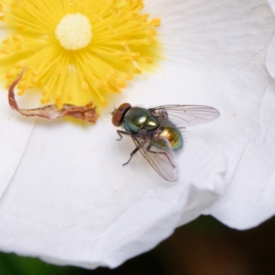 Unidentified Blow fly (Calliphoridae) at Downer, ACT - 20 Nov 2022 by RobertD