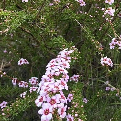 Leptospermum (genus) (Tea Tree) at Wamboin, NSW - 19 Nov 2022 by Komidar