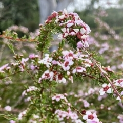 Leptospermum sp. at Wamboin, NSW - 19 Nov 2022