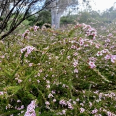 Leptospermum sp. at Wamboin, NSW - 19 Nov 2022 07:09 AM