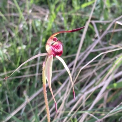 Caladenia montana (Mountain Spider Orchid) at Yaouk, NSW - 18 Nov 2022 by AnneG1