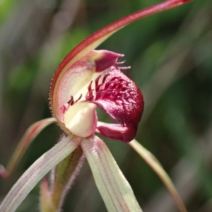 Caladenia montana at Yaouk, NSW - 19 Nov 2022