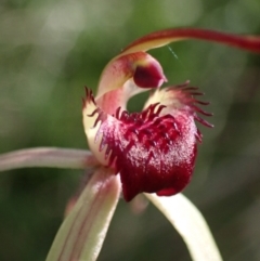 Caladenia montana at Yaouk, NSW - 19 Nov 2022