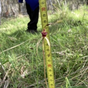 Caladenia montana at Yaouk, NSW - 19 Nov 2022