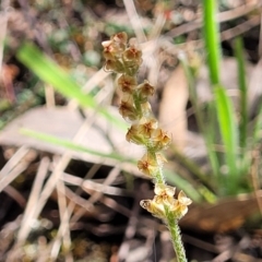 Plantago gaudichaudii (Narrow Plantain) at Coornartha Nature Reserve - 19 Nov 2022 by trevorpreston