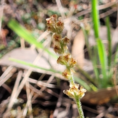 Plantago gaudichaudii (Narrow Plantain) at Coornartha Nature Reserve - 19 Nov 2022 by trevorpreston
