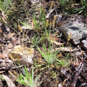 Plantago gaudichaudii at Glen Fergus, NSW - 19 Nov 2022