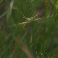 Keyacris scurra (Key's Matchstick Grasshopper) at Namadgi National Park - 19 Nov 2022 by VanceLawrence