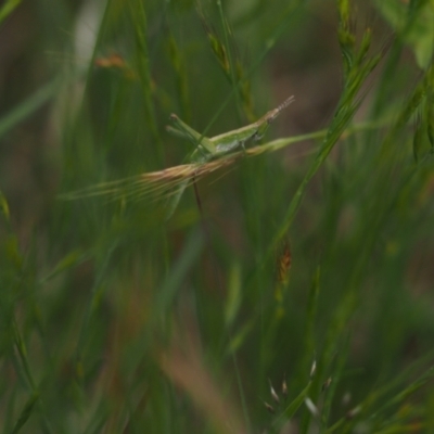 Keyacris scurra (Key's Matchstick Grasshopper) at Namadgi National Park - 19 Nov 2022 by VanceLawrence