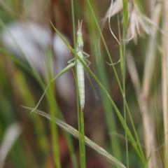 Keyacris scurra at Rendezvous Creek, ACT - 19 Nov 2022 02:34 PM