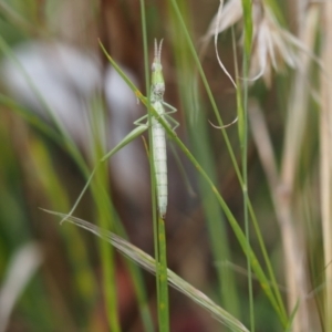 Keyacris scurra at Rendezvous Creek, ACT - 19 Nov 2022 02:34 PM