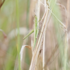 Keyacris scurra at Rendezvous Creek, ACT - 19 Nov 2022 02:34 PM