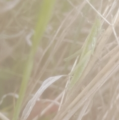 Keyacris scurra at Rendezvous Creek, ACT - 19 Nov 2022 02:34 PM