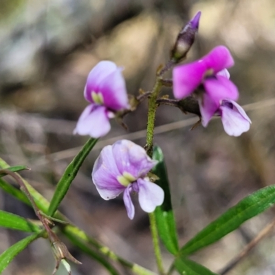 Glycine clandestina (Twining Glycine) at Glen Fergus, NSW - 19 Nov 2022 by trevorpreston