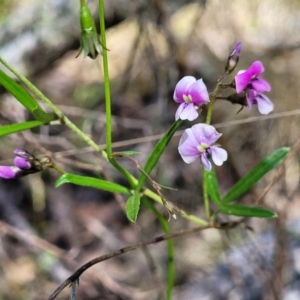 Glycine clandestina at Glen Fergus, NSW - 19 Nov 2022