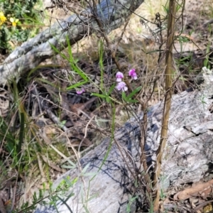 Glycine clandestina at Glen Fergus, NSW - 19 Nov 2022