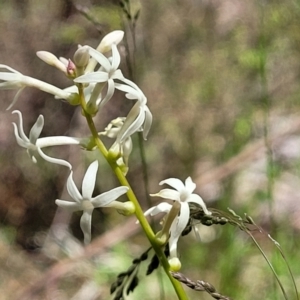 Stackhousia monogyna at Glen Fergus, NSW - 19 Nov 2022