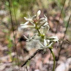 Stackhousia monogyna at Glen Fergus, NSW - 19 Nov 2022 10:00 AM