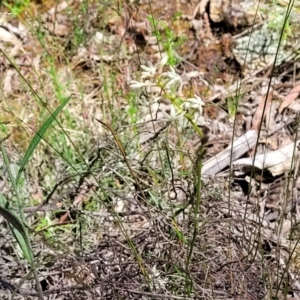 Stackhousia monogyna at Glen Fergus, NSW - 19 Nov 2022