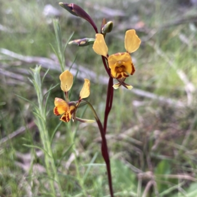 Diuris semilunulata (Late Leopard Orchid) at Yaouk, NSW - 18 Nov 2022 by AnneG1