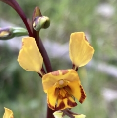 Diuris semilunulata at Yaouk, NSW - 19 Nov 2022