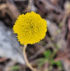 Craspedia variabilis (Common Billy Buttons) at Glen Fergus, NSW - 19 Nov 2022 by trevorpreston