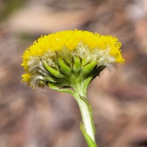 Craspedia variabilis at Glen Fergus, NSW - suppressed