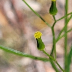 Senecio prenanthoides (Common Forest Fireweed) at Glen Fergus, NSW - 19 Nov 2022 by trevorpreston